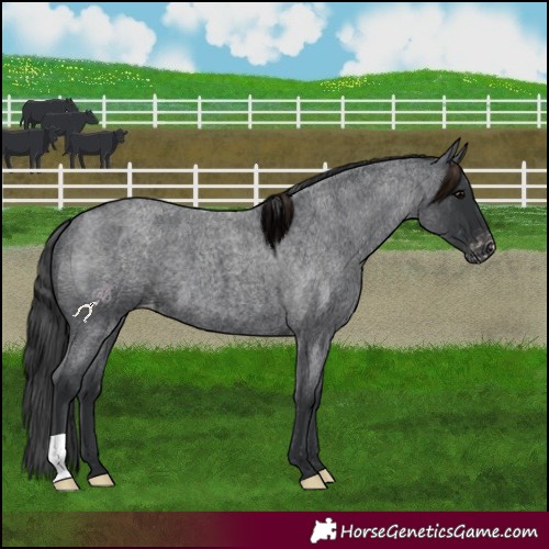 Horse Color:Blue Roan Appaloosa 