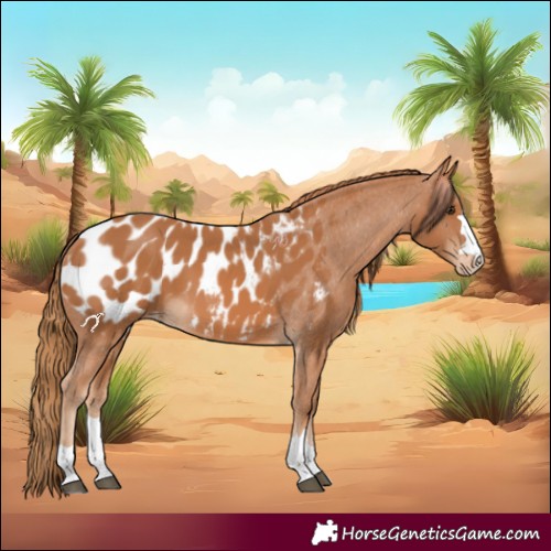 Horse Color:Chestnut Appaloosa