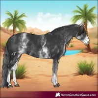 Horse Color:White Spotted Black Rabicano 
