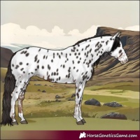 Horse Color:Liver Chestnut Appaloosa