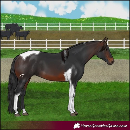 Horse Color:Brown Tobiano