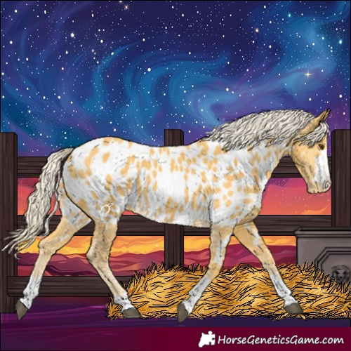 Horse Color:Palomino Near Leopard 
