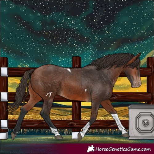 Horse Color:Bay Tobiano Appaloosa 