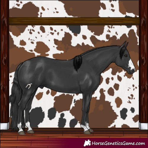 Horse Color:Black 