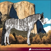 Horse Color:Grullo Sabino Rabicano 