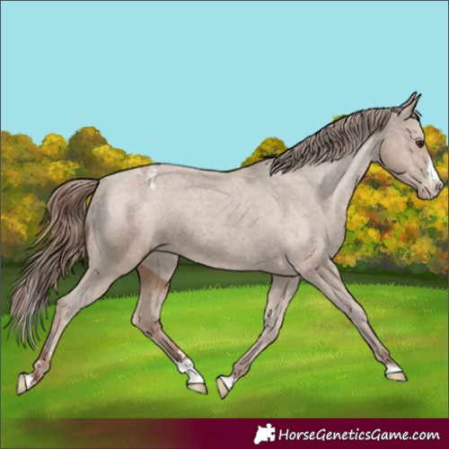 Horse Color:Classic Champagne Splash Appaloosa 