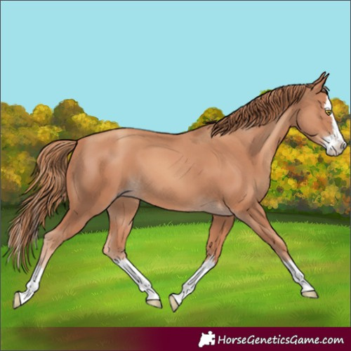 Horse Color:Gold Champagne Splash