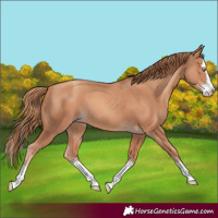 Horse Color:Gold Champagne Splash 