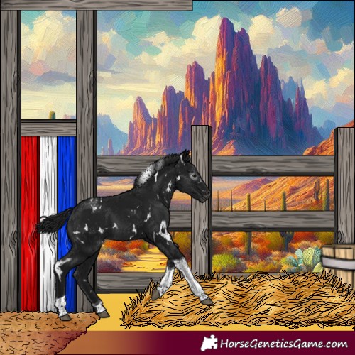 Horse Color:Gray White Spotted Black Tobiano Appaloosa 