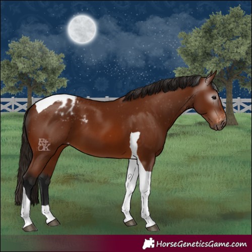 Horse Color:Gray Bay Tobiano Blanket 