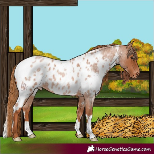 Horse Color:White Spotted Red Roan Appaloosa 