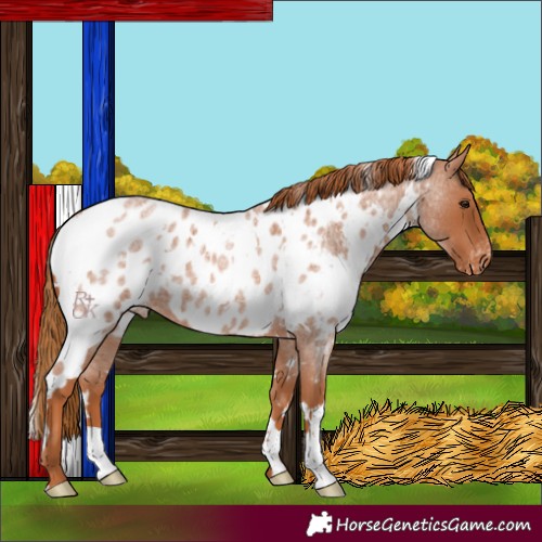 Horse Color:White Spotted Red Roan Appaloosa 