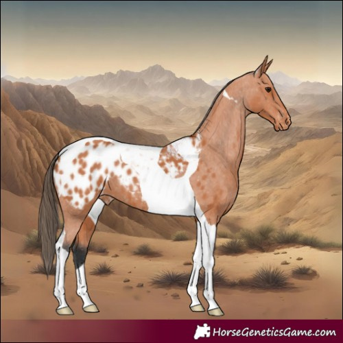 Horse Color:Bay Tobiano Appaloosa 