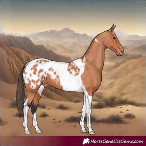 Horse Color:Bay Tobiano Appaloosa 