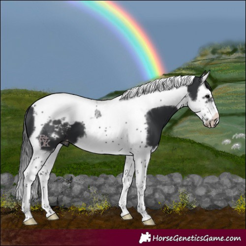 Horse Color:Black Splash Tobiano Frame Blanket 