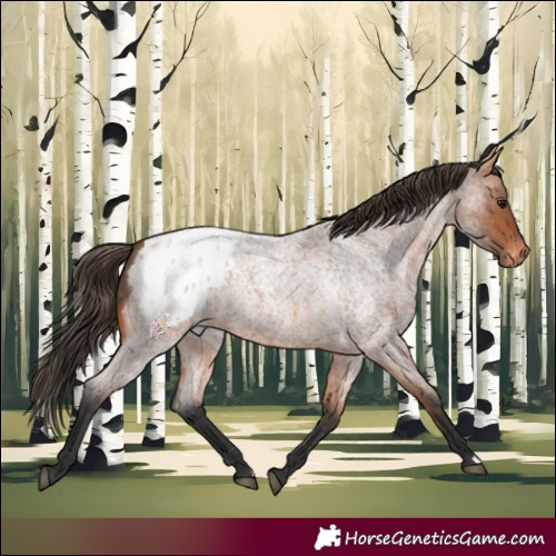 Horse Color:Bay Roan Appaloosa