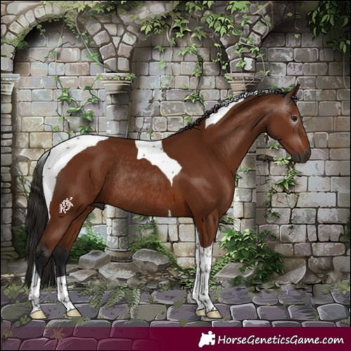 Horse Color:Gray Bay Tobiano Rabicano 