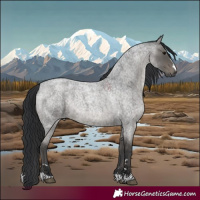 Horse Color:Blue Roan 