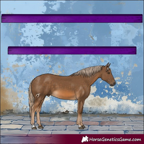 Horse Color:Chocolate Palomino 