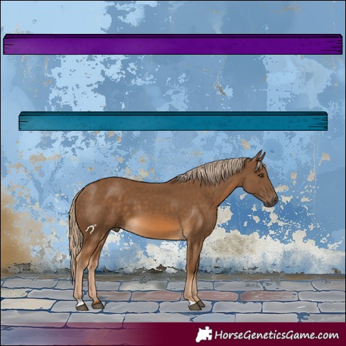 Horse Color:Chocolate Palomino 