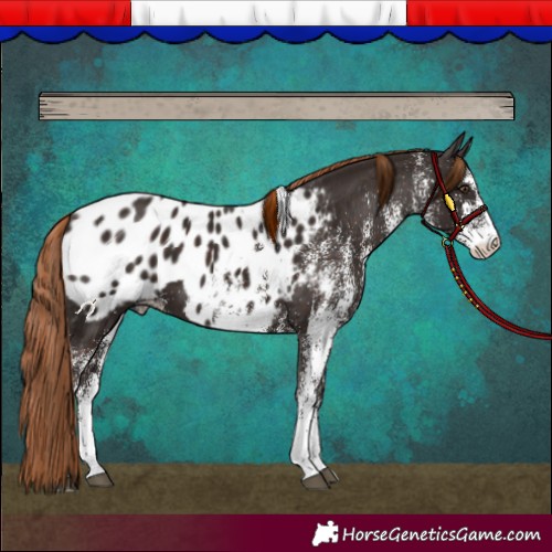 Horse Color:White Spotted Liver Chestnut Appaloosa 