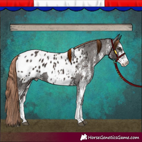 Horse Color:White Spotted Liver Chestnut Appaloosa 