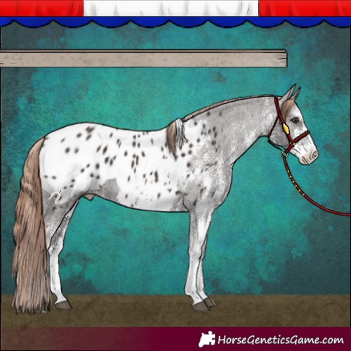 Horse Color:White Spotted Liver Chestnut Blanket 
