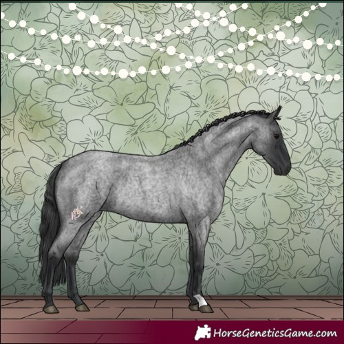 Horse Color:Blue Roan Rabicano 