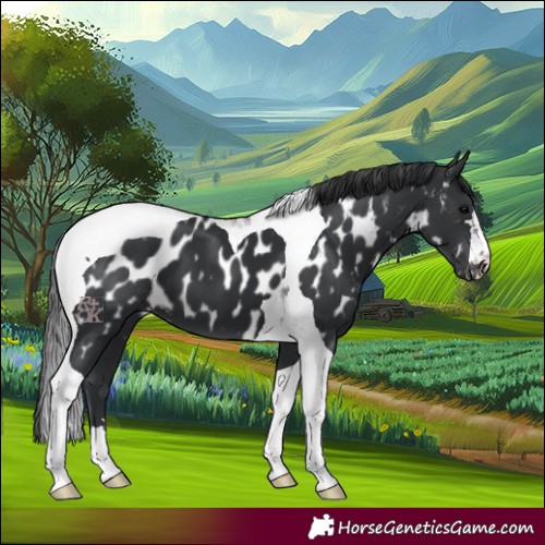 Horse Color:Black Tobiano Near Leopard 