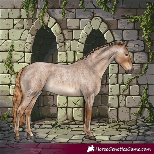 Horse Color:Gray Red Roan 