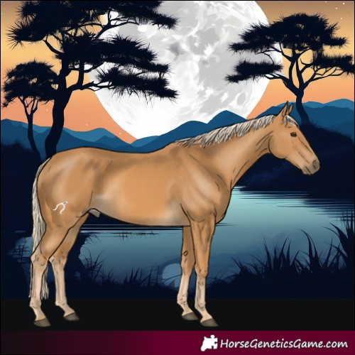 Horse Color:Palomino 