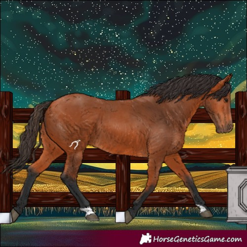 Horse Color:Bay 