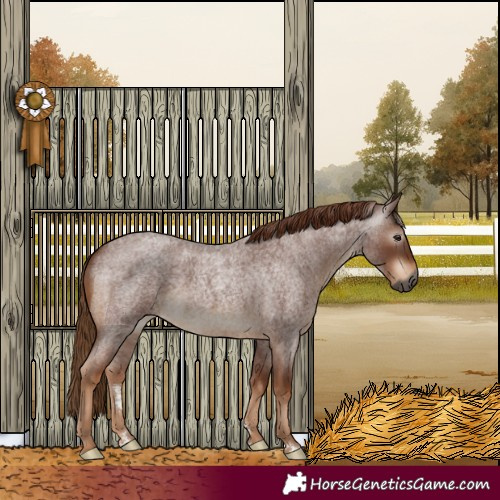 Horse Color:Gray Red Roan 