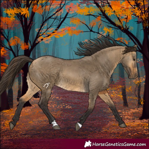 Horse Color:Buckskin Dun 