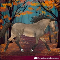 Horse Color:Buckskin Dun