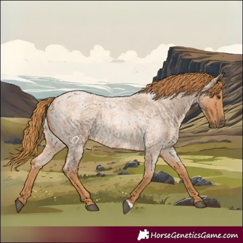 Horse Color:Red Roan 