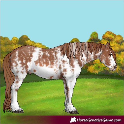 Horse Color:Chestnut Sabino Frame Rabicano 