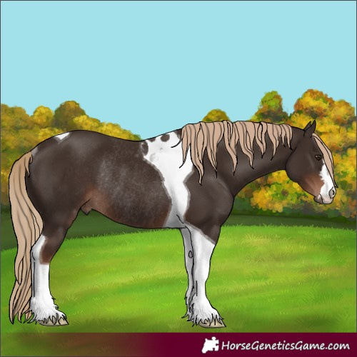 Horse Color:Liver Chestnut Tobiano Rabicano 