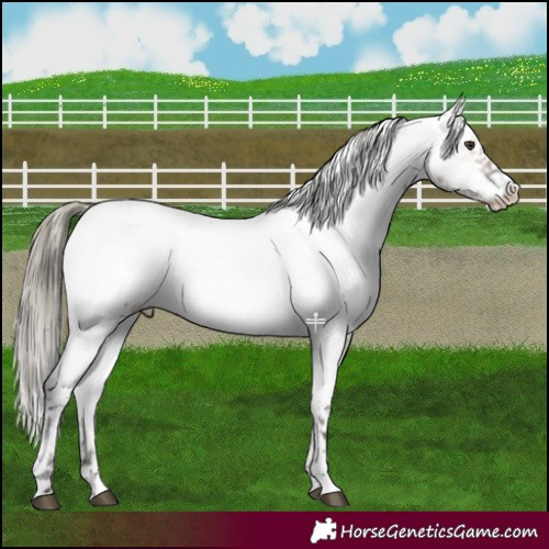 Horse Color:Liver Red Dun Mushroom Near Fewspot 