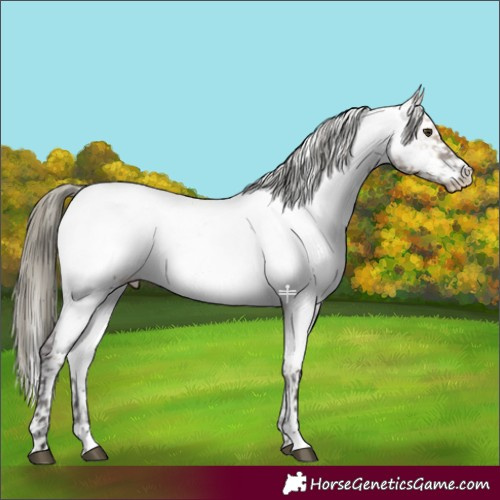Horse Color:Liver Red Dun Mushroom Appaloosa 