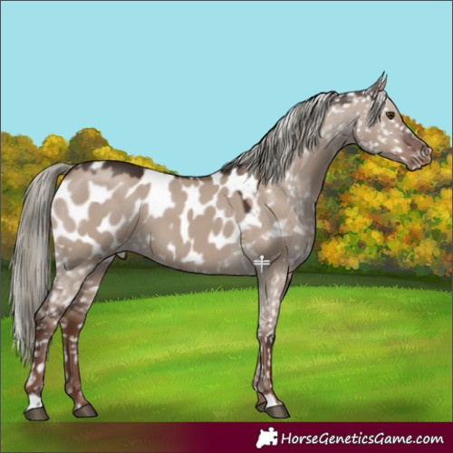 Horse Color:Liver Red Dun Mushroom Appaloosa 