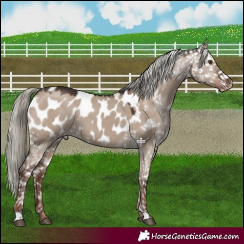 Horse Color:Liver Red Dun Mushroom Appaloosa 