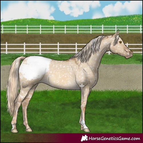 Horse Color:Chocolate Palomino Dun Mushroom Appaloosa 