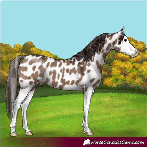 Horse Color:Liver Red Dun Splash Appaloosa 