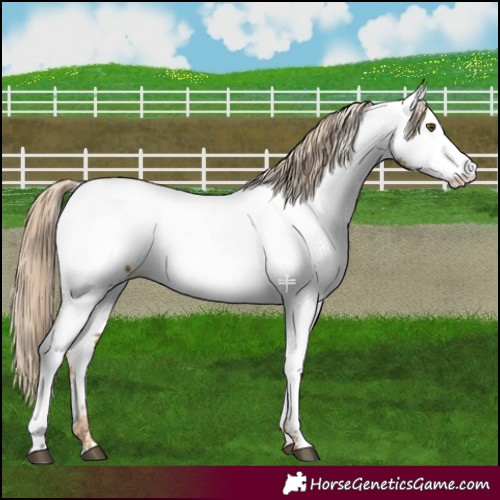 Horse Color:Chocolate Palomino Dun Mushroom Appaloosa 