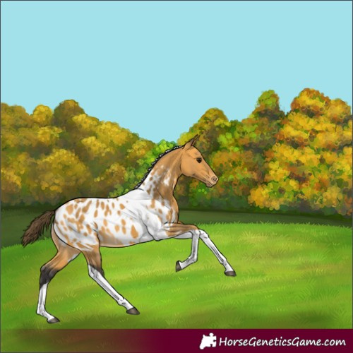 Horse Color:Buckskin Tobiano Near Leopard 