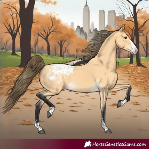 Horse Color:Buckskin Appaloosa 