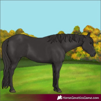 Horse Color:Smoky Black 
