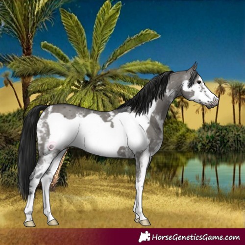 Horse Color:Gray Grullo Sabino Frame 