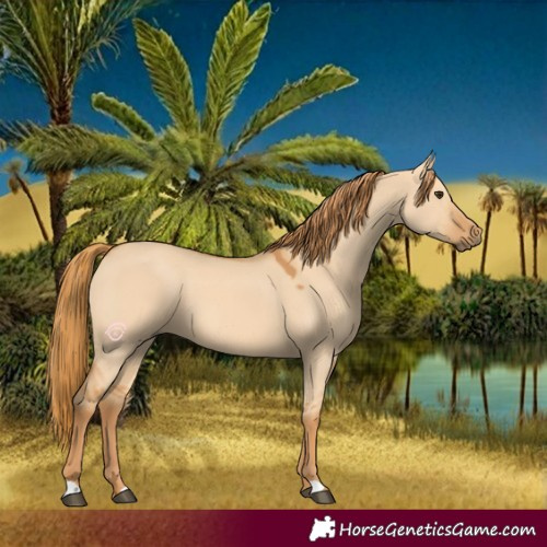 Horse Color:Red Dun 